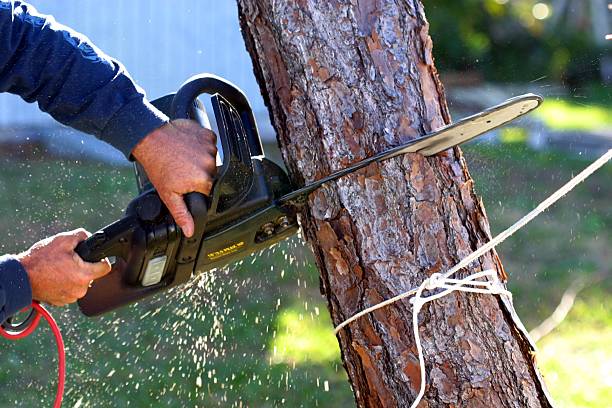 How Our Tree Care Process Works  in  Northwest Harwinton, CT